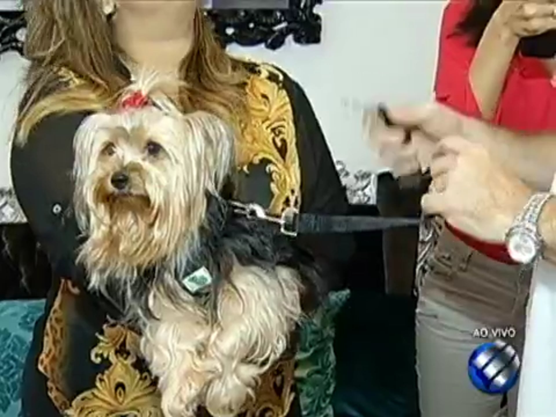 Como cuidar dos animais de estimação durante as férias