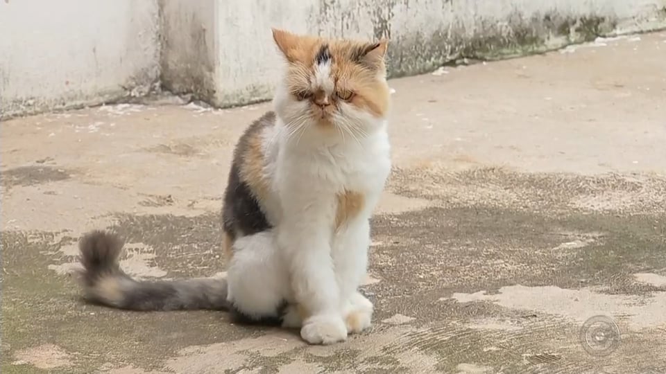 Cães e gatos necessitam de cuidados especiais no calor