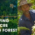 Incredible 1.5-Acre Permaculture / Syntropic Food Forest with Over 250 Plant Species
