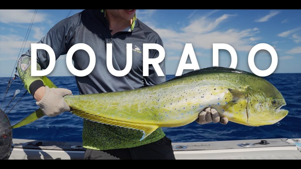 PESCARIA DOS SONHOS EM ALTO MAR!! Gêmeos Pesca Oceânica